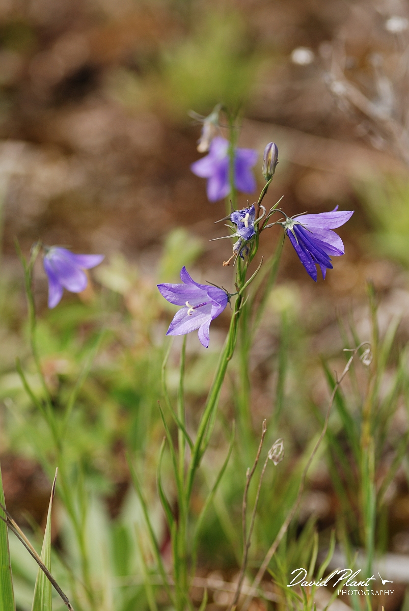 David Plant Photography - Wildlife Photographer - Harebell - B.jpg - Harebell - Burnt Lands, ON