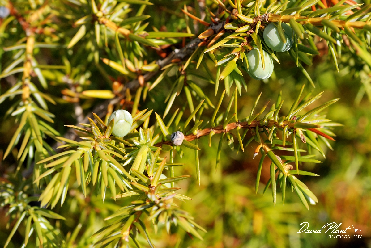 David Plant Photography - Wildlife Photographer - Juniper - A.jpg - Juniper berries - Burnt Lands, ON