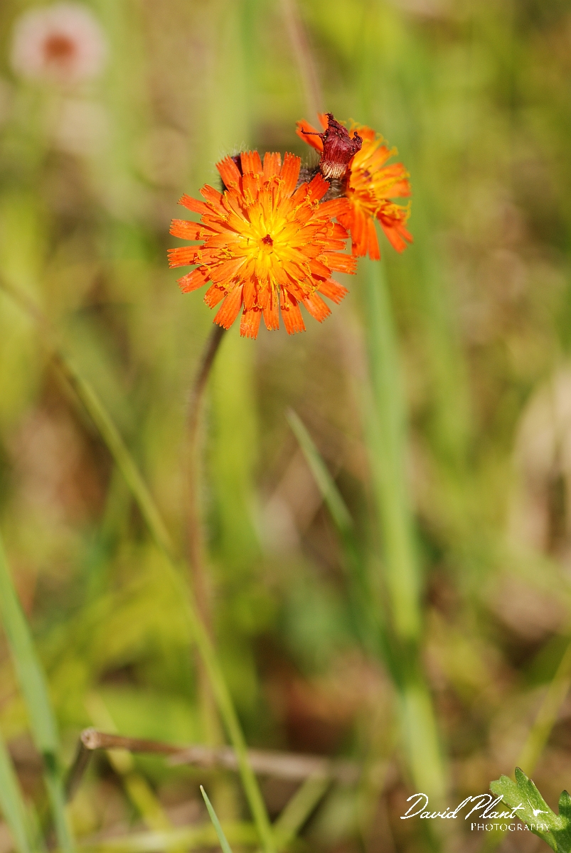 David Plant Photography - Wildlife Photographer - Orange hawkweed - A.jpg - Orange hawkweed flowers - Burnt Lands, ON
