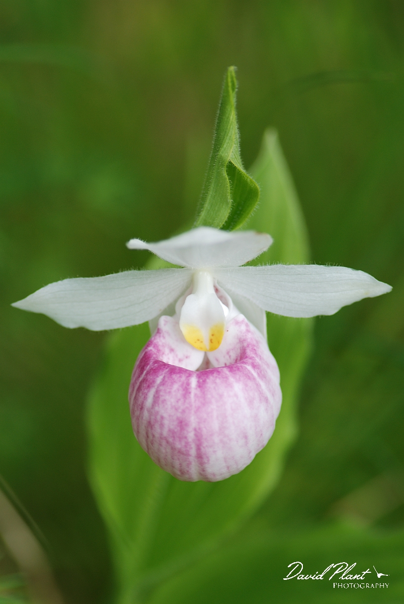 David Plant Photography - Wildlife Photographer - Showy lady's slipper - A.jpg - Showy lady's slipper flower - Purdon Conservation Area, ON