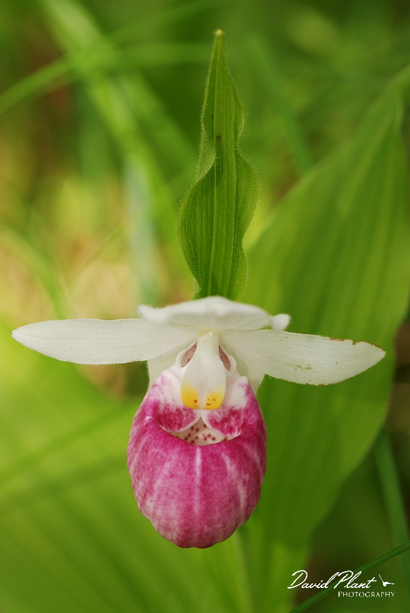 David Plant Photography - Wildlife Photographer - Showy lady's slipper - D.jpg - Showy lady's slipper flower - Purdon Conservation Area, ON