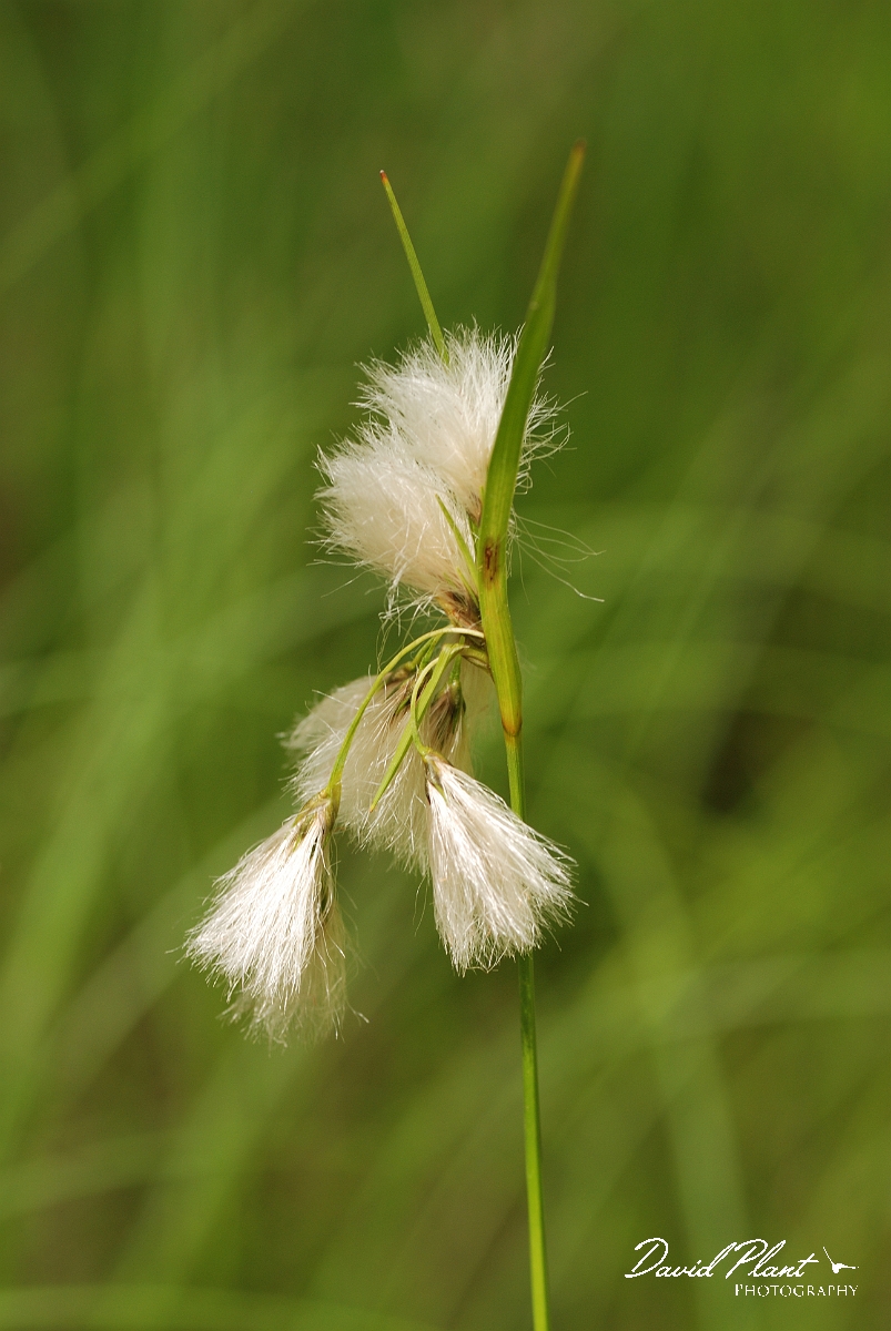 David Plant Photography - Wildlife Photographer - Slender cotton-grass - A.jpg - Slender cotton-grass - Purdon Conservation Area, ON