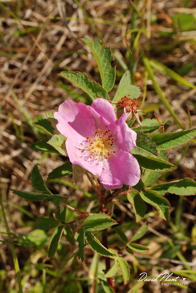 David Plant Photography - Wildlife Photographer - Smooth rose - A.jpg - Smooth rose - Burnt Lands, ON
