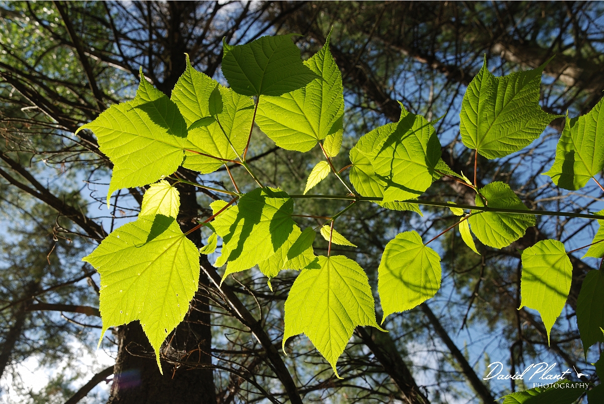 David Plant Photography - Wildlife Photographer - Striped maple - A.jpg - Striped maple leaves - Algonquin, ON