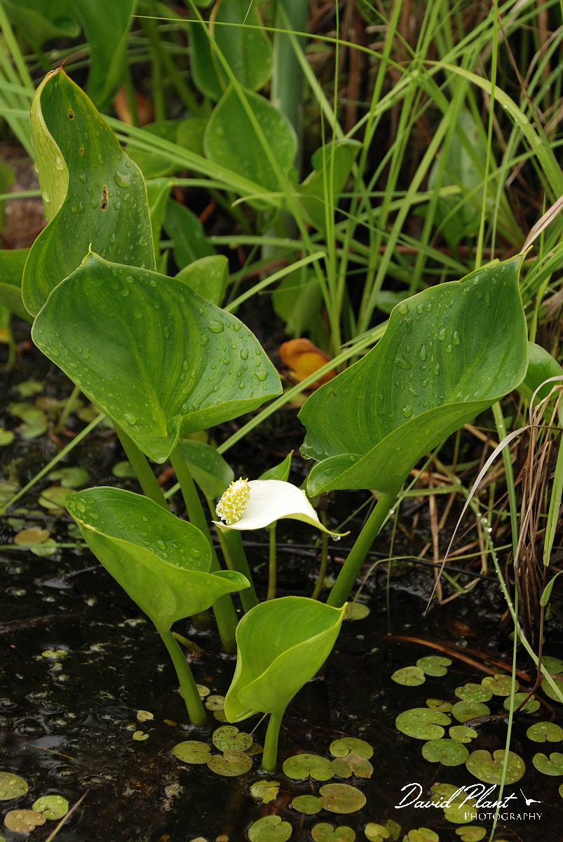 David Plant Photography - Wildlife Photographer - Water arum - A.jpg - Water arum - Mer Bleue, ON
