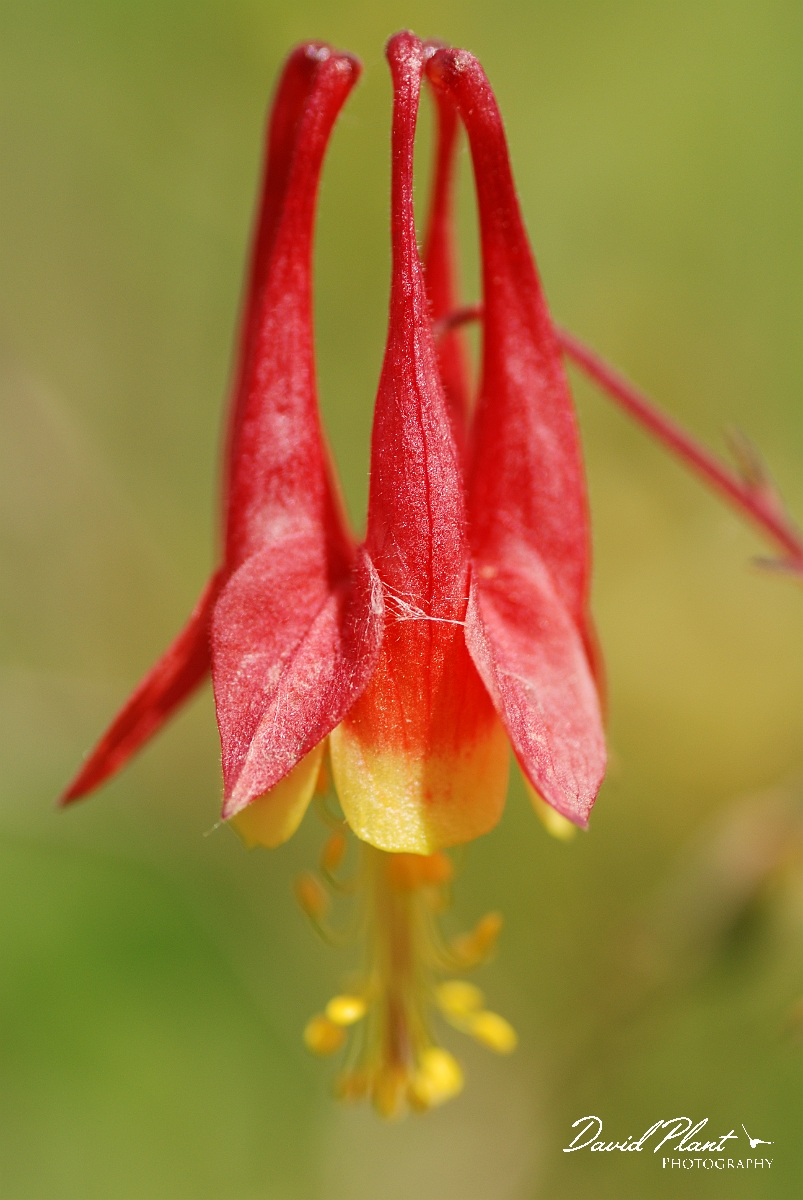 David Plant Photography - Wildlife Photographer - Wild columbine - A.jpg - Wild columbine flowr - Burnt Lands, ON