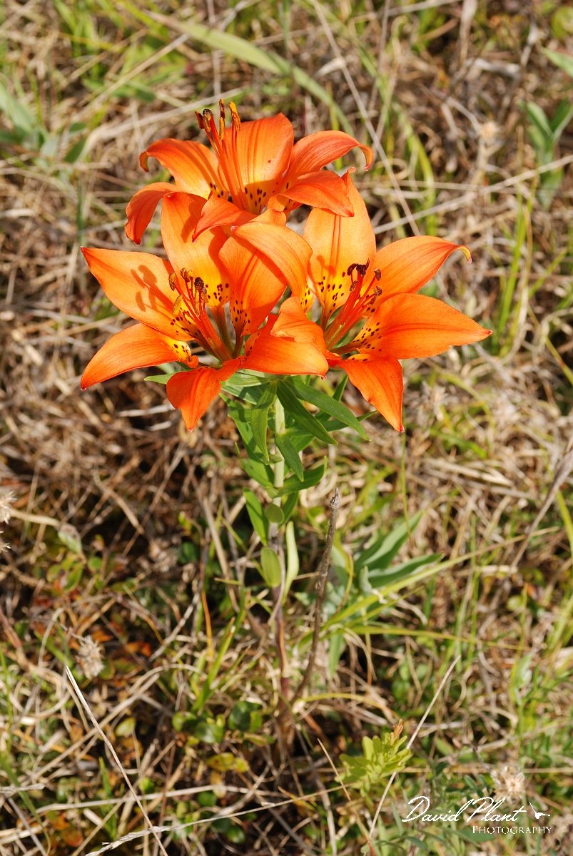David Plant Photography - Wildlife Photographer - Wood lily - A.jpg - Wood lily - Burnt Lands, ON