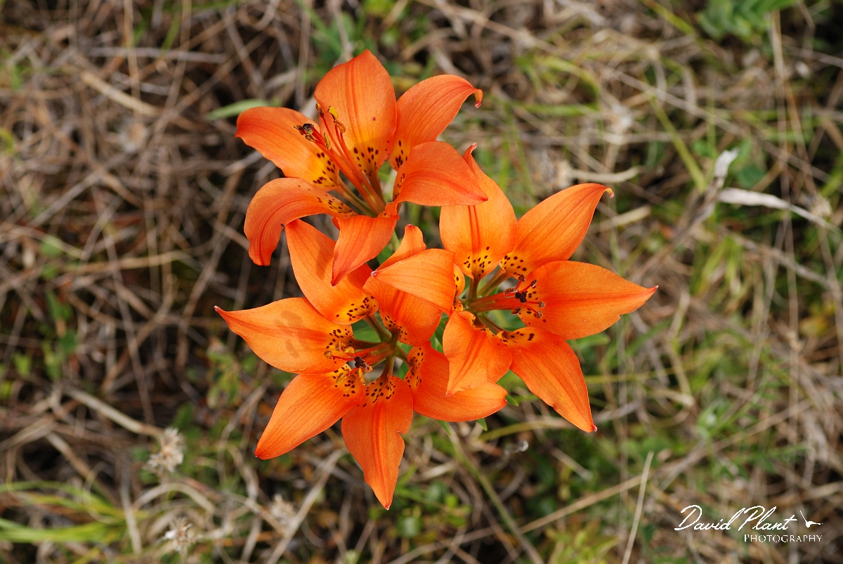 David Plant Photography - Wildlife Photographer - Wood lily - B.jpg - Wood lily flowers - Burnt Lands, ON