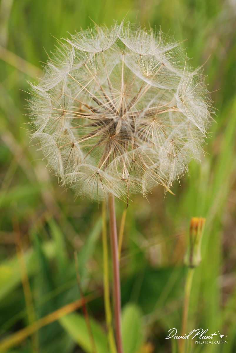 David Plant Photography - Wildlife Photographer - Yellow goatsbeard - A.jpg - Yellow goatsbeard seed head - Burnt Lands, ON