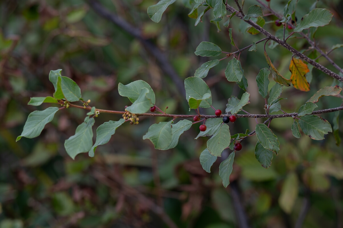 David Plant Photography - Wildlife Photography - Alder buckthorn, Frangula alnus - A.jpg - Alder buckthorn, Frangula alnus - Old Almonte Road, Manion Corners, Ontario