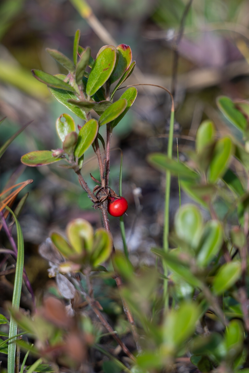 David Plant Photography - Wildlife Photography - Bearberry, Arctostaphylos uva-ursi - A.jpg - Bearberry, Arctostaphylos uva-ursi - Burnt Land Provincial Park, Ontario