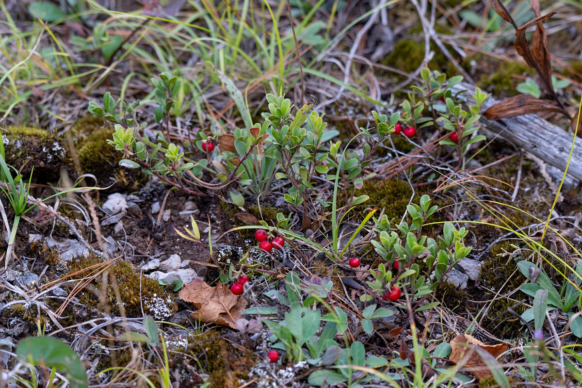 David Plant Photography - Wildlife Photography - Bearberry, Arctostaphylos uva-ursi - B.jpg - Bearberry, Arctostaphylos uva-ursi - Burnt Land Provincial Park, Ontario