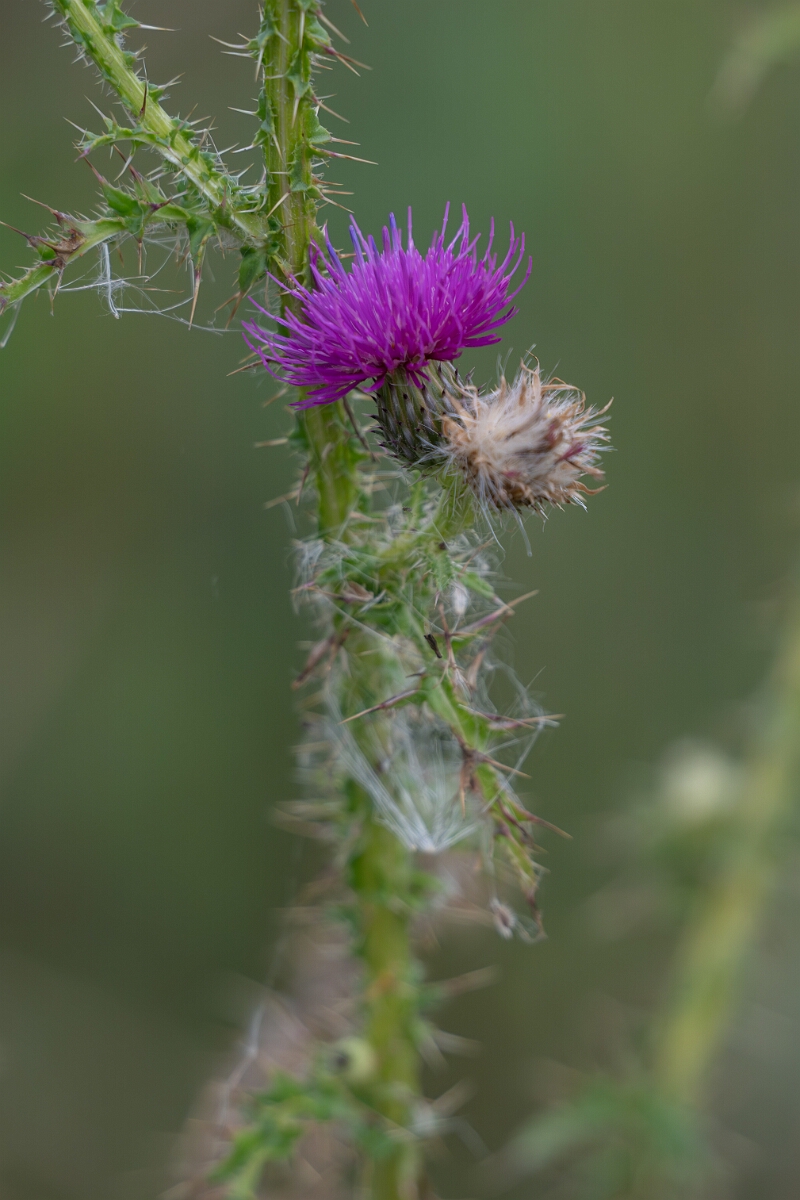 David Plant Photography - Wildlife Photography - Broad-winged thistle, Carduus acanthoides - C.jpg - Broad-winged thistle, Carduus acanthoides - Old Almonte Road, Manion Corners, Ontario