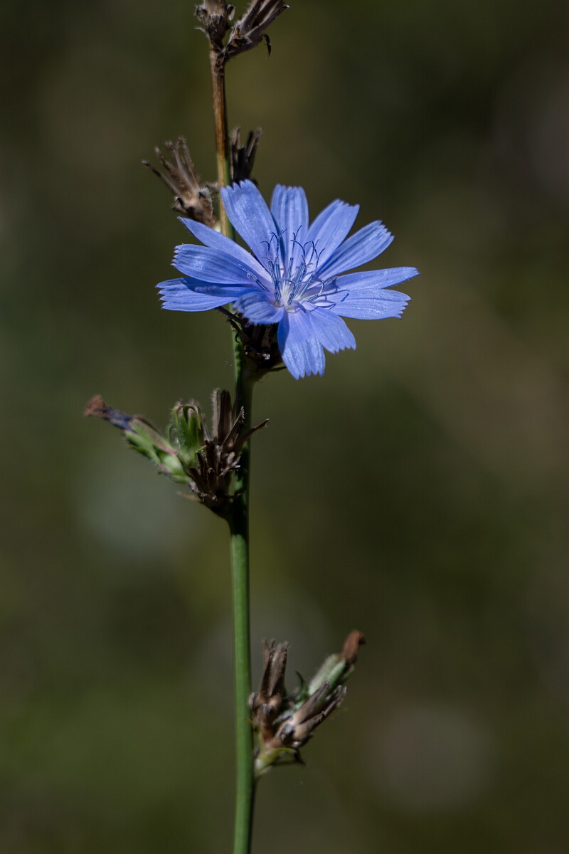 David Plant Photography - Wildlife Photography - Chicory, Cichorium intybus - A.jpg - Chicory, Cichorium intybus - Long Island, Rideau River, Ontario