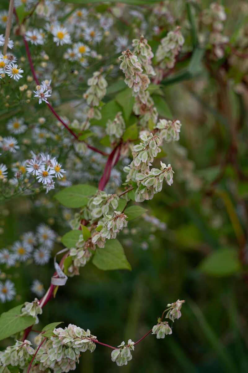 David Plant Photography - Wildlife Photography - Climbing false buckwheat, Fallopia scandens - A.jpg - Climbing false buckwheat, Fallopia scandens - Old Almonte Road, Manion Corners, Ontario