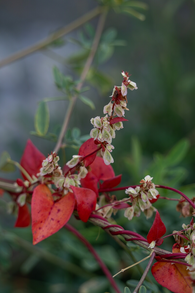 David Plant Photography - Wildlife Photography - Climbing false buckwheat, Fallopia scandens - B.jpg - Climbing false buckwheat, Fallopia scandens - Old Almonte Road, Manion Corners, Ontario