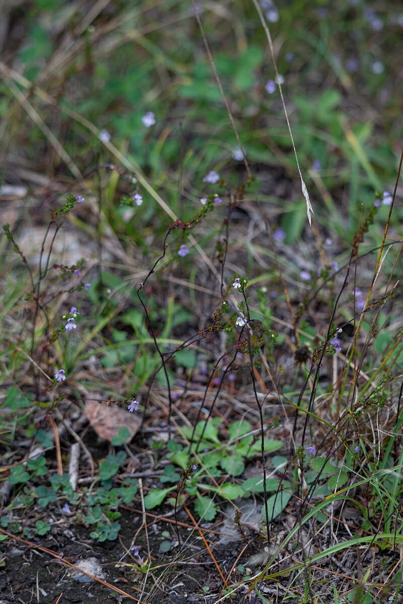 David Plant Photography - Wildlife Photography - Common eyebright, Euphrasia nemorosa - A.jpg - Common eyebright, Euphrasia nemorosa - Burnt Land Provincial Park, Ontario