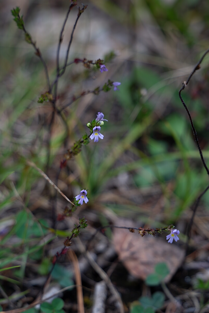 David Plant Photography - Wildlife Photography - Common eyebright, Euphrasia nemorosa - B.jpg - Common eyebright, Euphrasia nemorosa - Burnt Land Provincial Park, Ontario