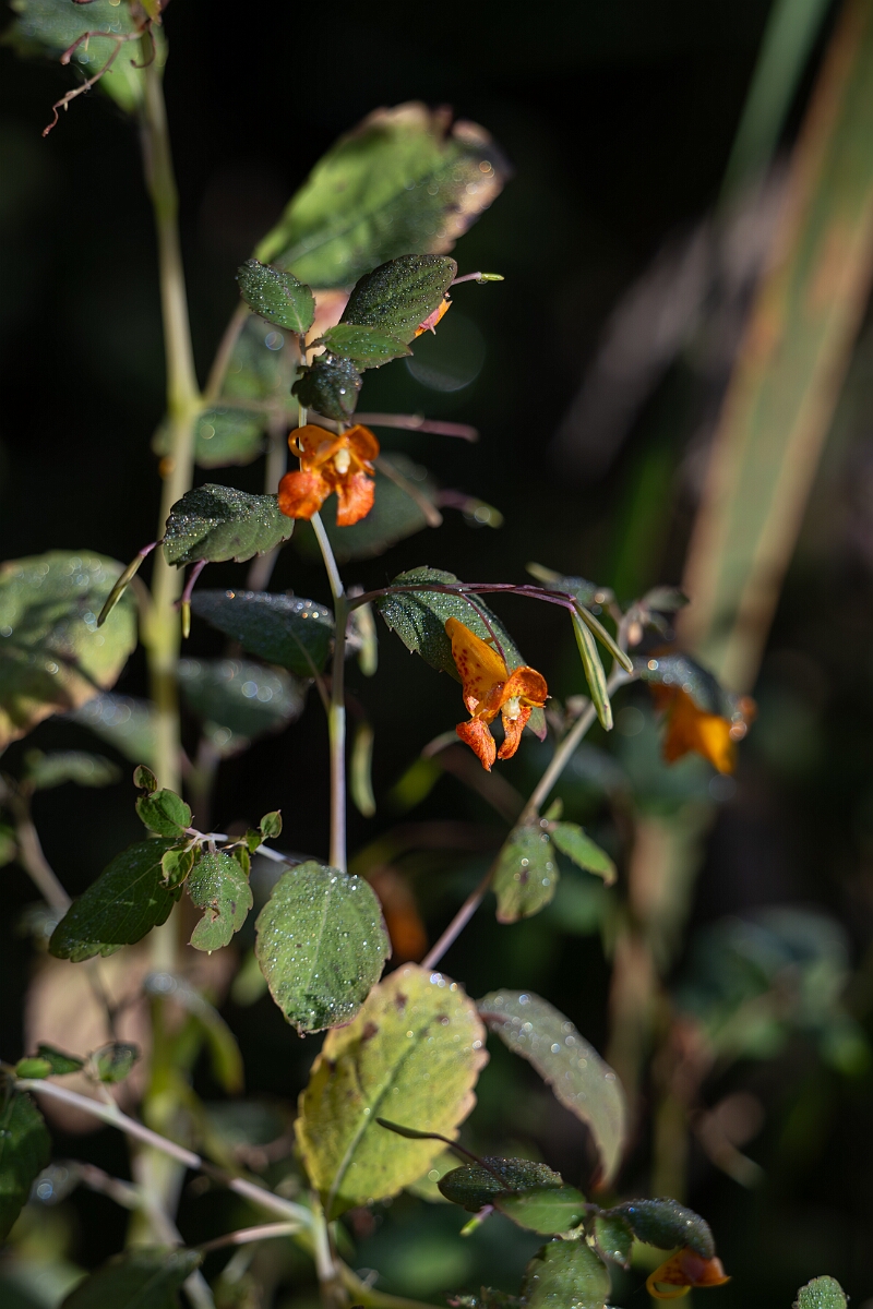 David Plant Photography - Wildlife Photography - Common jewelweed, Impatiens capensis - A.jpg - Common jewelweed, Impatiens capensis - Beaver trail, Stony Swamp, Ontario