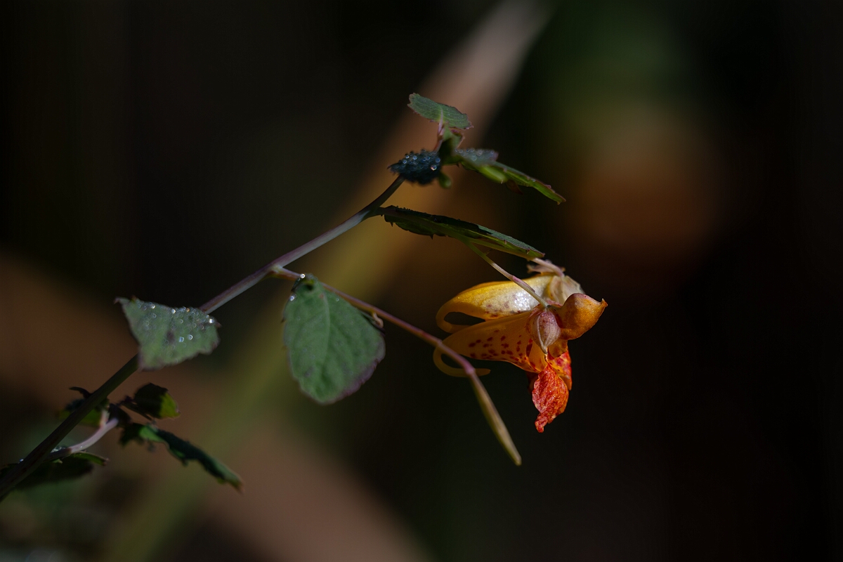 David Plant Photography - Wildlife Photography - Common jewelweed, Impatiens capensis - B.jpg - Common jewelweed, Impatiens capensis - Beaver trail, Stony Swamp, Ontario