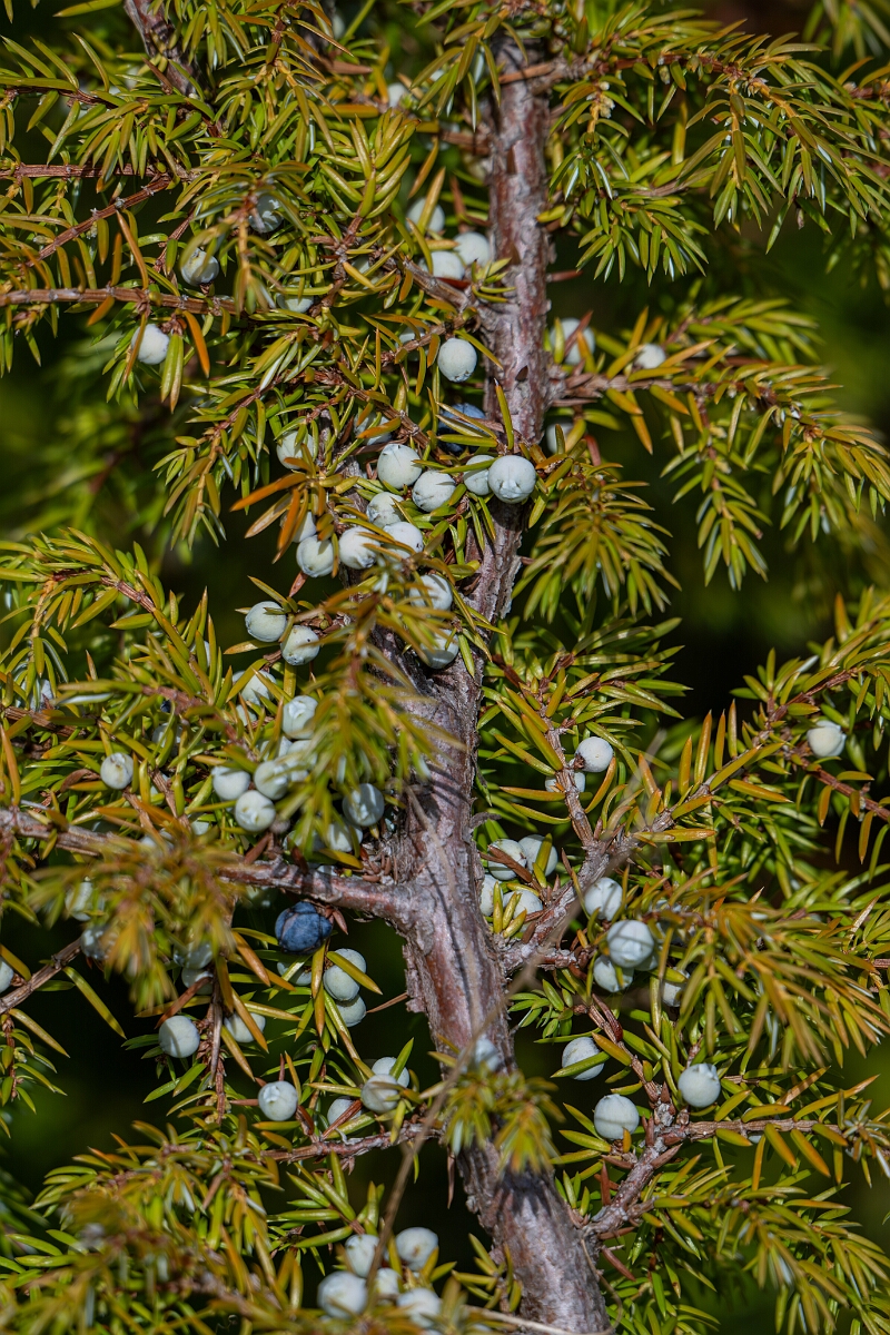 David Plant Photography - Wildlife Photography - Common juniper, Juniperus communis - A.jpg - Common juniper, Juniperus communis - Burnt Land Provincial Park, Ontario