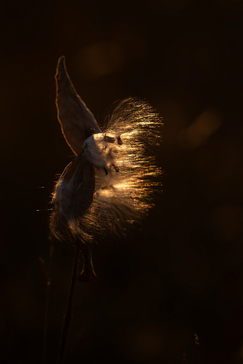 David Plant Photography - Wildlife Photography - Common milkweed, Asclepias syriaca - C.jpg - Common milkweed, Asclepias syriaca - Burnt Land Provincial Park, Ontario
