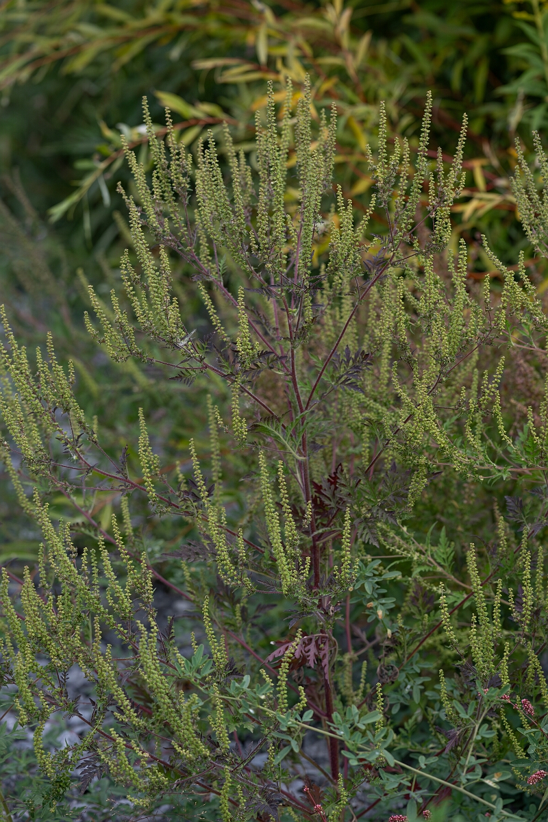David Plant Photography - Wildlife Photography - Common ragweed, Ambrosia artemisiifolia - C.jpg - Common ragweed, Ambrosia artemisiifolia - Old Almonte Road, Manion Corners, Ontario