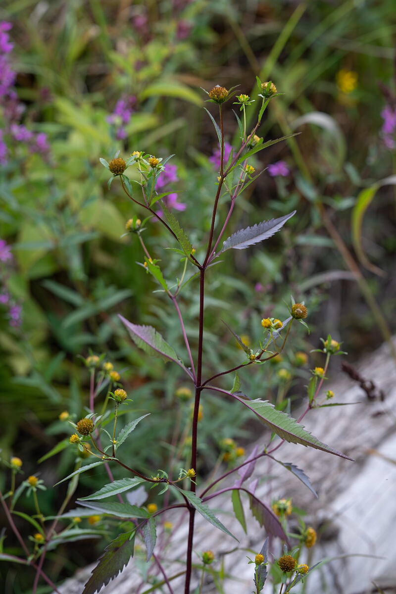 David Plant Photography - Wildlife Photography - Devil's beggarticks, Bidens frondosa - B.jpg - Devil's beggarticks, Bidens frondosa -Old Almonte Road, Manion Corners, Ontario
