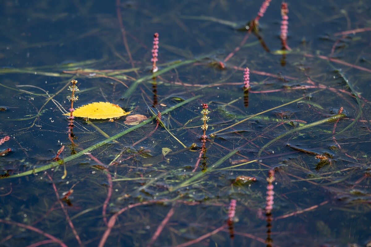 David Plant Photography - Wildlife Photography - Eurasian water-milfoil, Myriophyllum spicatum - A.jpg - Eurasian water-milfoil, Myriophyllum spicatum - Long Island, Rideau River, Ontario