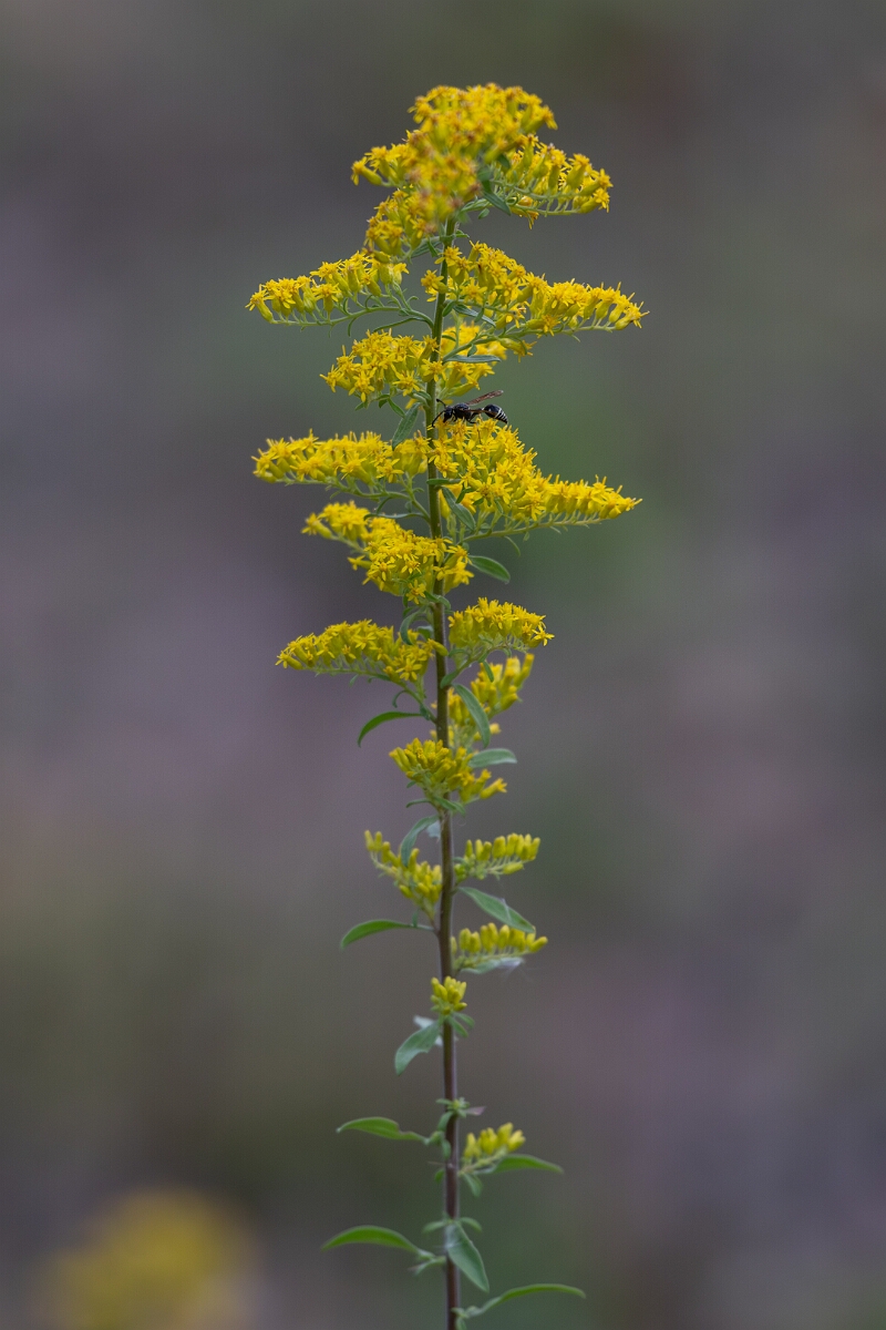 David Plant Photography - Wildlife Photography - Field goldenrod, Solidago nemoralis - A.jpg - Field goldenrod, Solidago nemoralis - Bruce Pit, Stony Swamp, Ontario