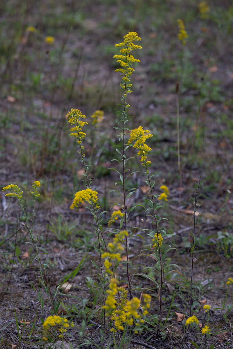 David Plant Photography - Wildlife Photography - Field goldenrod, Solidago nemoralis - B.jpg - Field goldenrod, Solidago nemoralis - Bruce Pit, Stony Swamp, Ontario