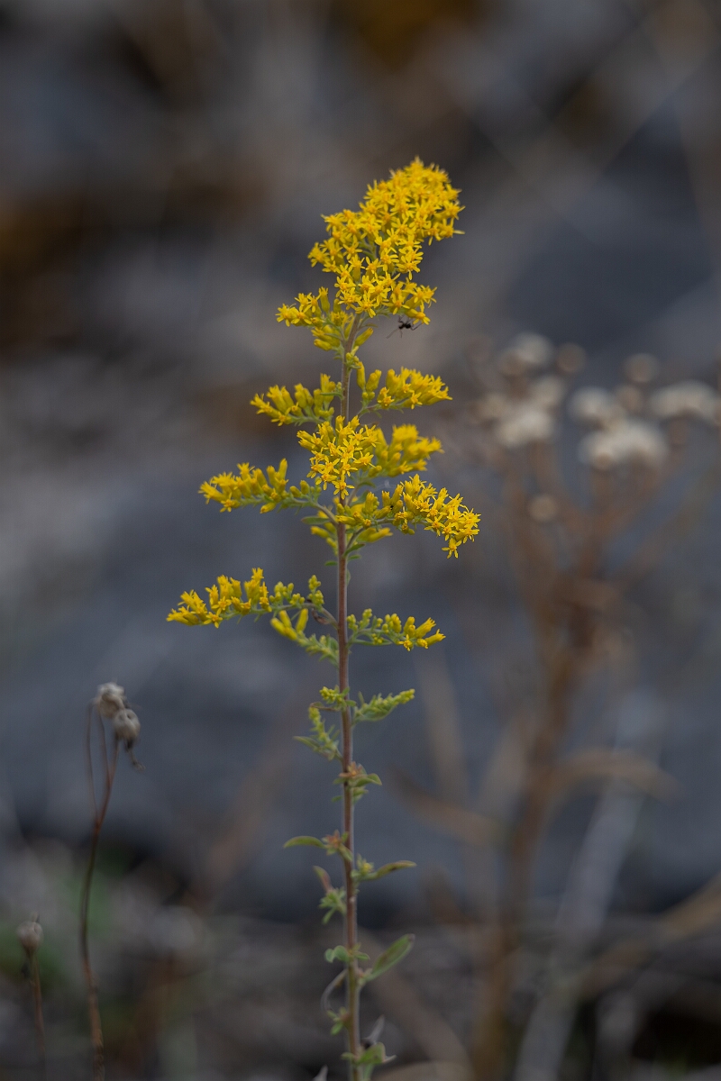 David Plant Photography - Wildlife Photography - Field goldenrod, Solidago nemoralis - C.jpg - Field goldenrod, Solidago nemoralis - Burnt Land Provincial Park, Ontario