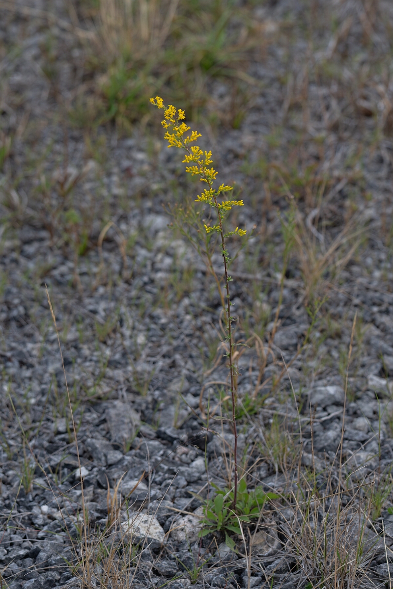 David Plant Photography - Wildlife Photography - Field goldenrod, Solidago nemoralis - E.jpg - Field goldenrod, Solidago nemoralis - Burnt Land Provincial Park, Ontario