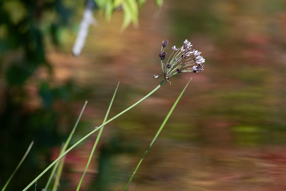 David Plant Photography - Wildlife Photography - Flowering-rush, Butomus umbellatus - A.jpg - Flowering-rush, Butomus umbellatus - Long Island, Rideau River, Ontario