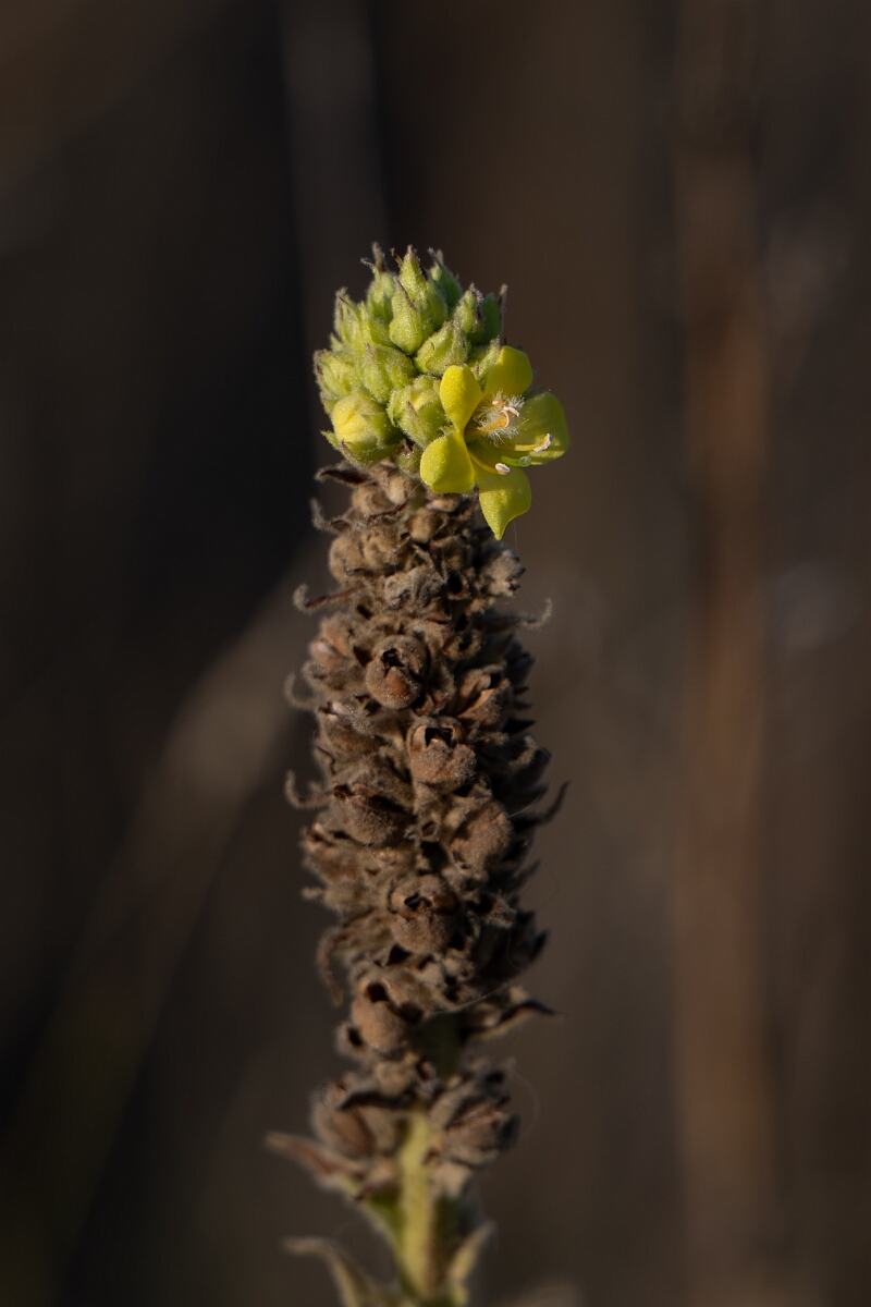David Plant Photography - Wildlife Photography - Great mullein, Verbascum thapsus - A.jpg - Great mullein, Verbascum thapsus - Burnt Land Provincial Park, Ontario