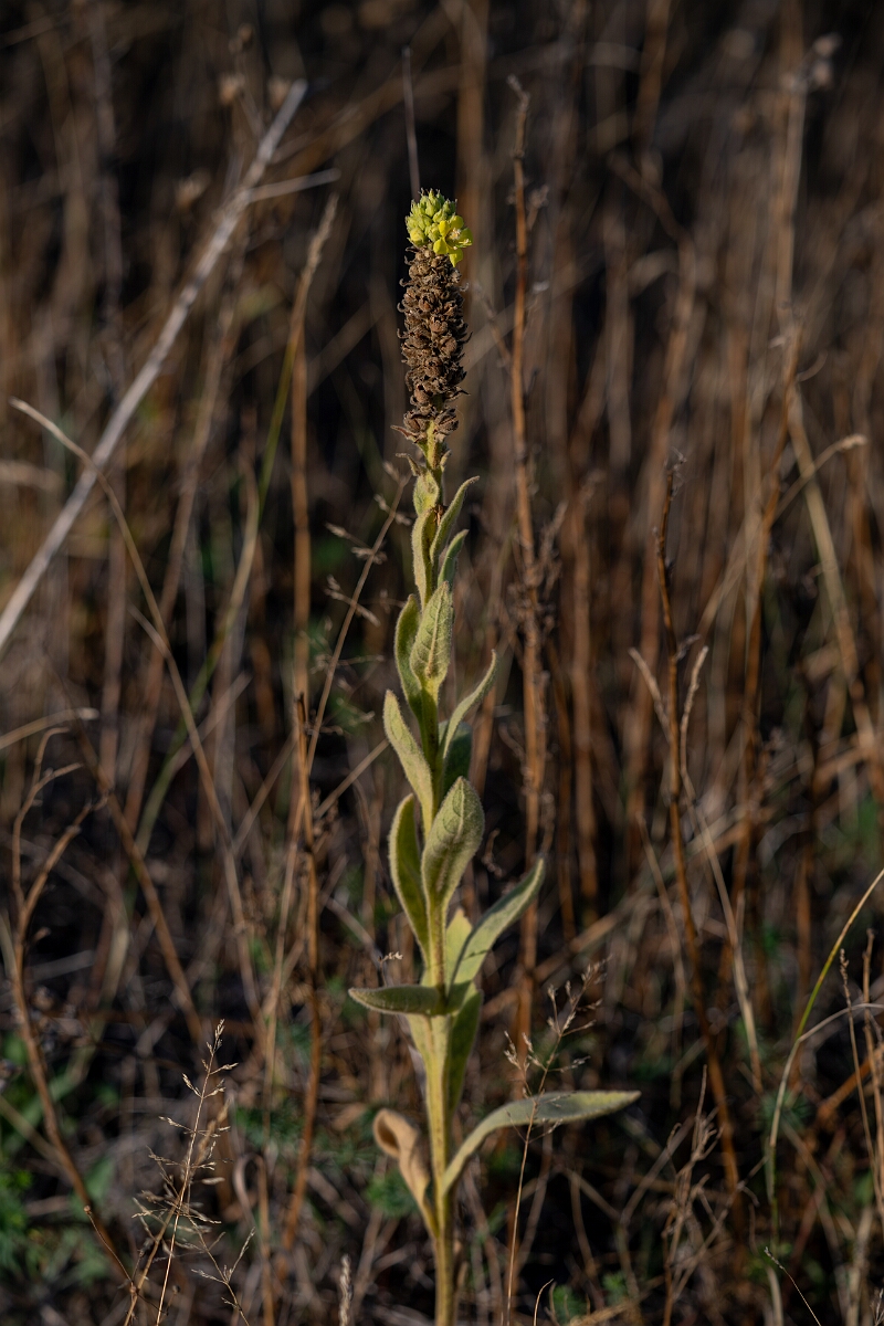 David Plant Photography - Wildlife Photography - Great mullein, Verbascum thapsus - B.jpg - Great mullein, Verbascum thapsus - Burnt Land Provincial Park, Ontario