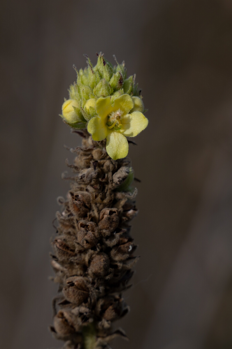 David Plant Photography - Wildlife Photography - Great mullein, Verbascum thapsus - C.jpg - Great mullein, Verbascum thapsus - Burnt Land Provincial Park, Ontario