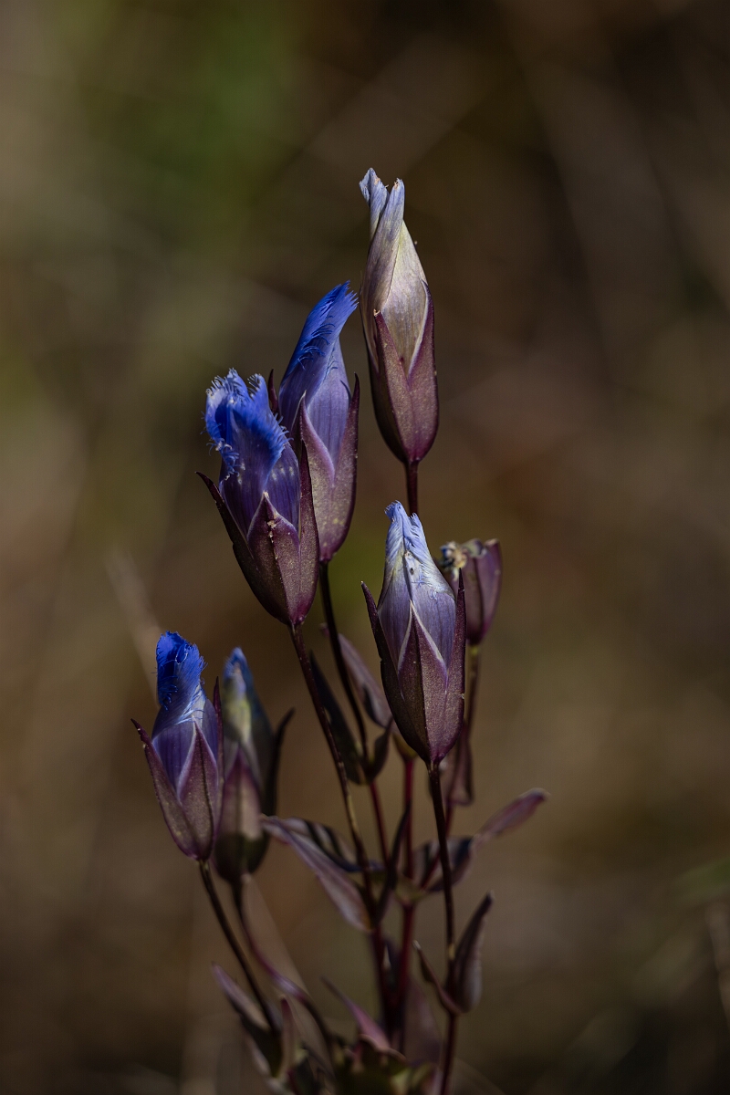 David Plant Photography - Wildlife Photography - Greater fringed gentian, Gentianopsis crinita - A.jpg - Greater fringed gentian, Gentianopsis crinita - Burnt Land Provincial Park, Ontario