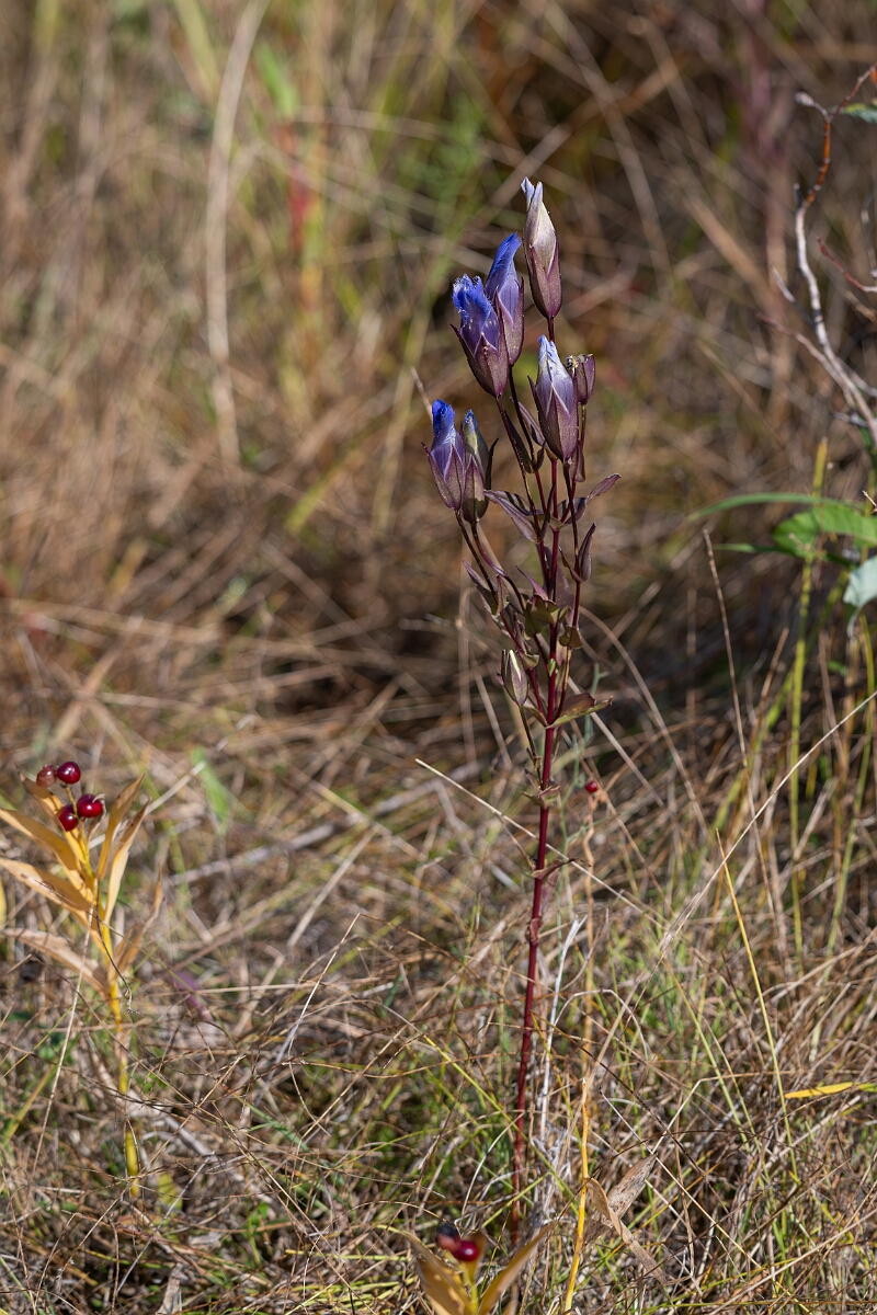 David Plant Photography - Wildlife Photography - Greater fringed gentian, Gentianopsis crinita - B.jpg - Greater fringed gentian, Gentianopsis crinita - Burnt Land Provincial Park, Ontario