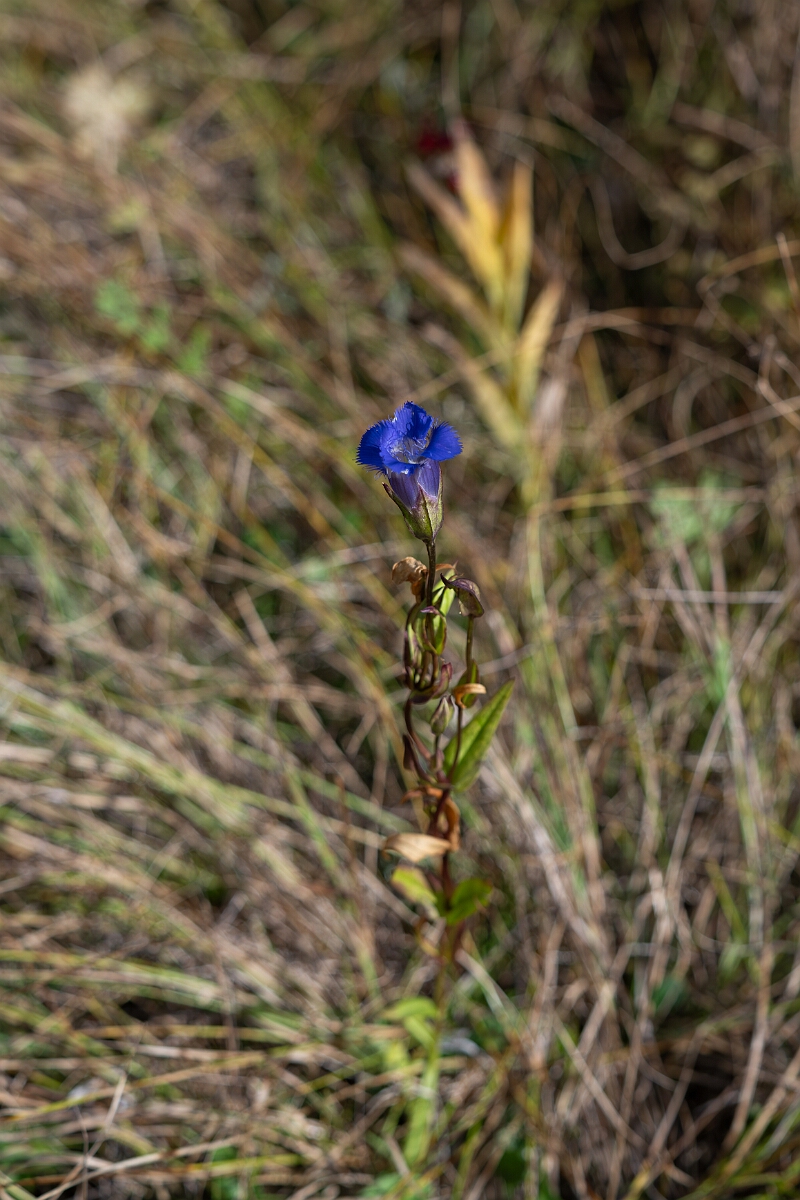 David Plant Photography - Wildlife Photography - Greater fringed gentian, Gentianopsis crinita - C.jpg - Greater fringed gentian, Gentianopsis crinita - Burnt Land Provincial Park, Ontario