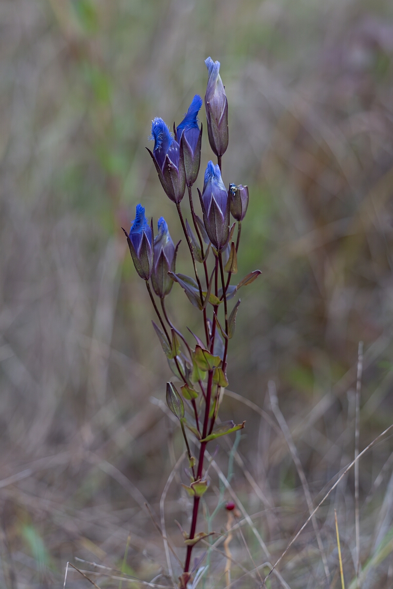 David Plant Photography - Wildlife Photography - Greater fringed gentian, Gentianopsis crinita - E.jpg - Greater fringed gentian, Gentianopsis crinita - Burnt Land Provincial Park, Ontario