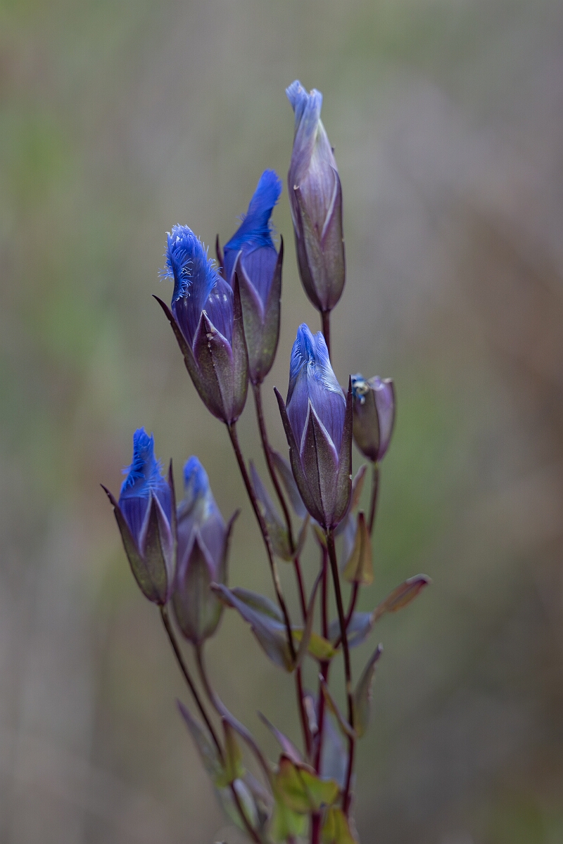 David Plant Photography - Wildlife Photography - Greater fringed gentian, Gentianopsis crinita - F.jpg - Greater fringed gentian, Gentianopsis crinita - Burnt Land Provincial Park, Ontario