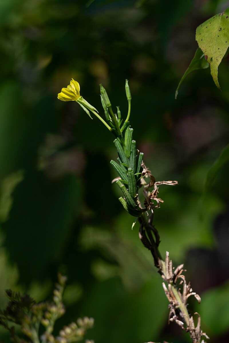 David Plant Photography - Wildlife Photography - Hairy evening primrose, Oenothera villosa - A.jpg - Hairy evening primrose, Oenothera villosa - Bruce Pit, Stony Swamp, Ontario
