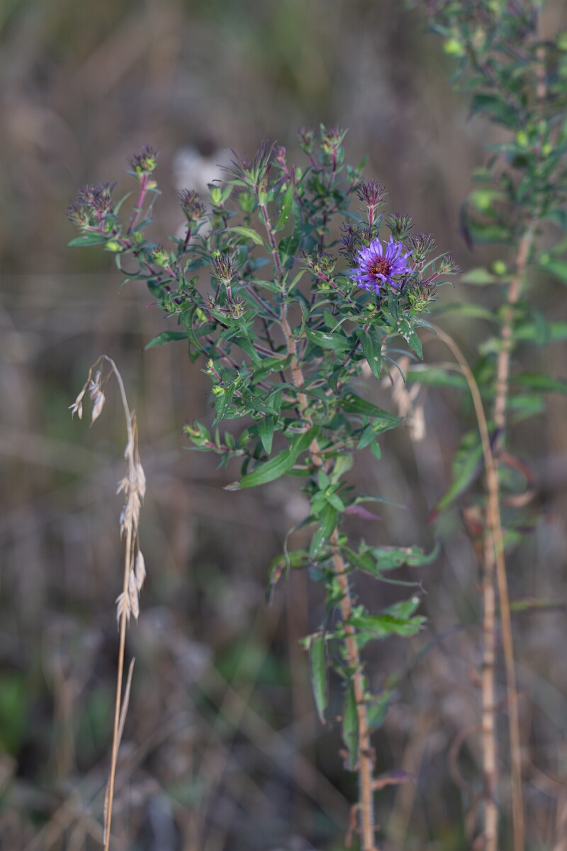 David Plant Photography - Wildlife Photography - New England aster, Symphyotrichum novae-angliae - A.jpg - New England aster, Symphyotrichum novae-angliae - Burnt Land Provincial Park, Ontario