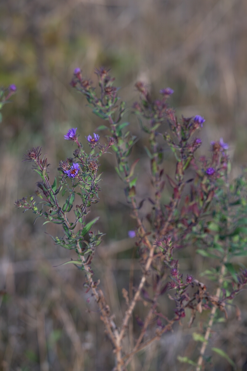 David Plant Photography - Wildlife Photography - New England aster, Symphyotrichum novae-angliae - B.jpg - New England aster, Symphyotrichum novae-angliae - Burnt Land Provincial Park, Ontario