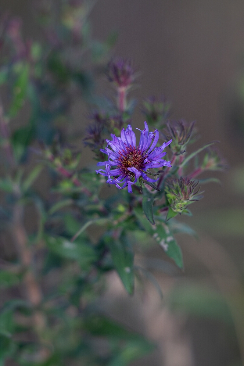 David Plant Photography - Wildlife Photography - New England aster, Symphyotrichum novae-angliae - C.jpg - New England aster, Symphyotrichum novae-angliae - Burnt Land Provincial Park, Ontario