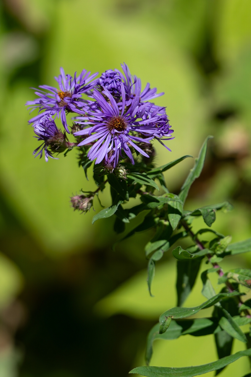 David Plant Photography - Wildlife Photography - New England aster, Symphyotrichum novae-angliae - D.jpg - New England aster, Symphyotrichum novae-angliae - Long Island, Rideau River, Ontario