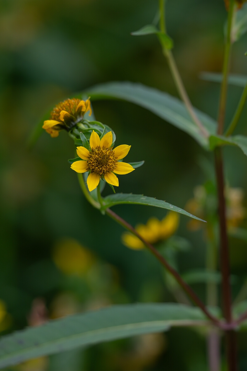 David Plant Photography - Wildlife Photography - Nodding beggarticks, Bidens cernua - B.jpg - Nodding beggarticks, Bidens cernua - Old Almonte Road, Manion Corners, Ontario