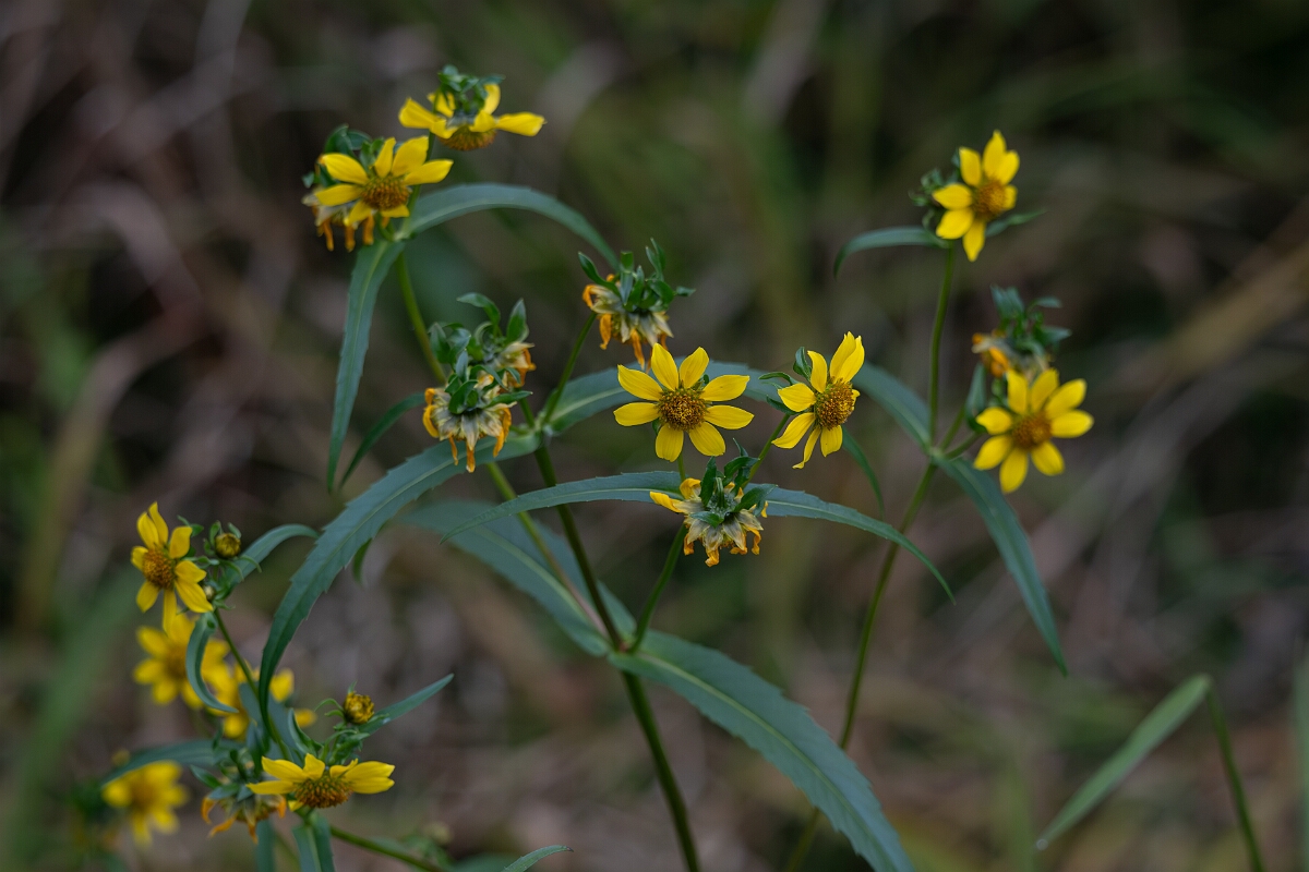 David Plant Photography - Wildlife Photography - Nodding beggarticks, Bidens cernua - C.jpg - Nodding beggarticks, Bidens cernua - Old Almonte Road, Manion Corners, Ontario