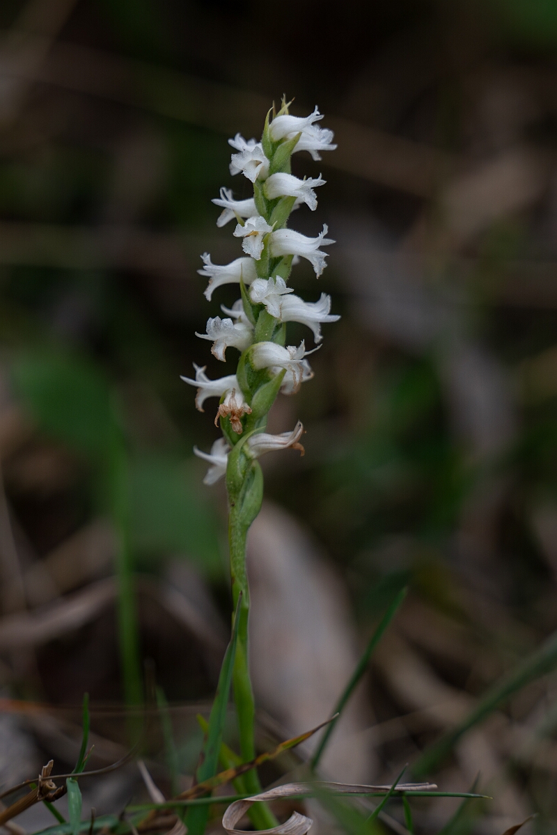 David Plant Photography - Wildlife Photography - Nodding ladies' tresses, Spiranthes cernua - A.jpg - Nodding ladies' tresses, Spiranthes cernua - Burnt Land Provincial Park, Ontario